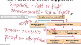 Chapter 13 Lecture A PNS Overview Types of Sensory Receptors [upl. by Phelan]