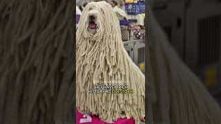 The Komondor  Hungarys Corded Guardian [upl. by Aset]