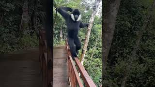 White Cheeked Gibbon Fun 😊 shorts wildlife wildlifeplanet [upl. by Endor]