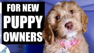 Your Complete First Week Puppy Training Plan [upl. by Simone417]