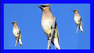 Cedar Waxwing Bird Singing Calling Chirping  Ampelis Americano Cantando  Bombycilla Cedrorum [upl. by Scharaga]