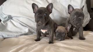 7 Weeks Old French Bulldog Puppies [upl. by Africah]