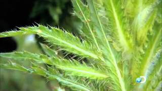 Man Woman Wild Finding Edible Plants in the Backcountry [upl. by Kcolttam739]