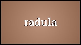 Radula Meaning [upl. by Oilime161]