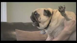 Curb Your Dog  Evil Pug [upl. by Ymarej301]