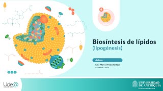 Biosíntesis de lípidos [upl. by Pellegrini]