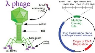 génie génétique  phage lambda λ les vecteurs partie 1شرح بالدارجة [upl. by Arrek991]