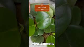 quotPeperomia Obtusifolia The Ultimate Guide to Growing and Caring for the Baby Rubber Plantquot [upl. by Nahbois]