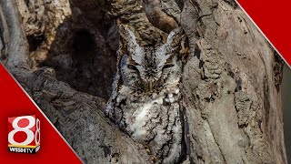 Pet Pals TV Owl Fest 2024 swoops in to Eagle Creek Park [upl. by Nanci]