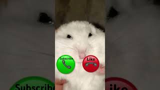 I’m calling hamster 4x￼ [upl. by Iilek]