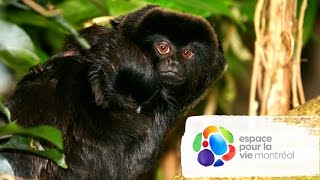 Callimicos du Biodôme  Goeldis monkeys at the Biodôme [upl. by Maclean968]