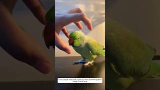 This couple rescued a parrot from drowning and raise it with love animalshorts parrot [upl. by Lusar]