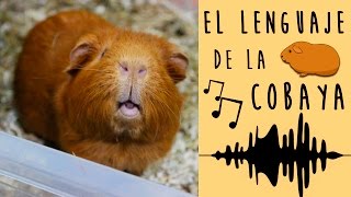 🎶 EL LENGUAJE DEL COBAYA  CUYO 🐹 SONIDOS y COMPORTAMIENTOS de los COBAYAS  CUYOS y su SIGNIFICADO [upl. by Odarnoc]