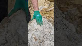 Extracting an exquisite nautilus fossil from the Inferior oolite at Burton Bradstock shorts [upl. by Ayeka88]