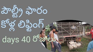 howto poultry పౌల్ట్రీ ఫారం కోళ్ల లిఫ్టింగ్ days 40 రోజులు chicken పౌల్ట్రీఫ్రామ్ 40days updates [upl. by Burlie]