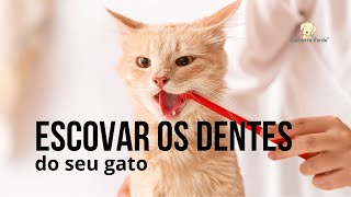 Como escovar dos dentes dos seu gato [upl. by Brittani]