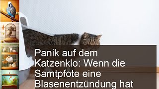 Blasenentzündung Katze und Kater helfen [upl. by Ibrad432]