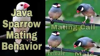 Java Finch Mating Call [upl. by Daveta]