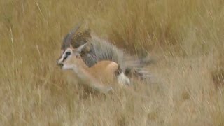 MUST SEE Leopard Hunts Gazelle on Safari Tour Masai Mara Kenya Africa Full animal hunt [upl. by Ecnedac]