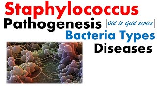 Staphylococcus bacteria Microbiology  pathogenesis infection disease toxin food poisoning [upl. by Eadahc]