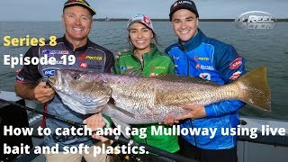 How to catch and tag Mulloway using live bait and soft plastics [upl. by Anahsar27]