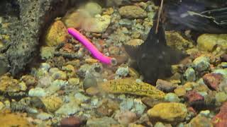 L25 pleco [upl. by Kalb518]