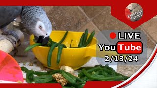 Einstein Parrot FB Live Replay 21324 [upl. by Ennovahs]