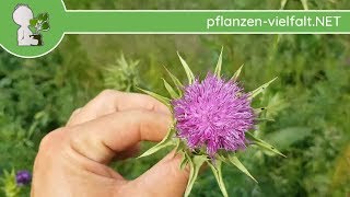 Mariendistel  Ganze Pflanze  240518 Silybum marianum  Essbare Wildpflanzen bestimmen [upl. by Allimaj44]