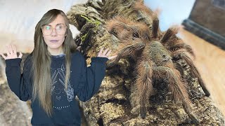 the WORST hair kicking tarantula gets rehoused  again [upl. by Chapnick]