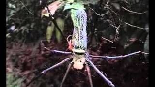 Mate binding behavior of male orbweb quotNephila pilipesquot spider [upl. by Arrej]