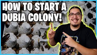 How to Set Up a Dubia roach colony [upl. by Decrem]