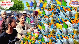 GALIFF STREET BIRD MARKET KOLKATA BIRD MARKET GALIFF STREET PET MARKET GALIFF STREET EXOTIC BIRD [upl. by Cesaro]