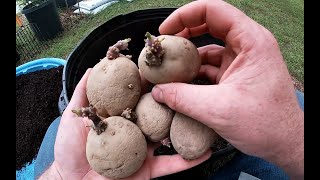 Planting Melon Pits and Potatoes [upl. by Gervase]