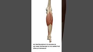 Anatomía Triceps Sural [upl. by Nawrocki]