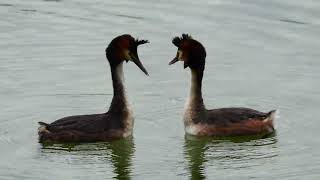 Haubentaucher bei der Balz Balztanz great crested grebe bird courtship [upl. by Amelina11]