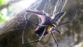 GIANT SPIDER EATS BATS [upl. by Meilen]