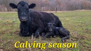 First new calves on our Amish homestead [upl. by Noskcire]