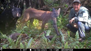 Tim Harrell  Florida Everglades Trail Camera Pickup [upl. by Misha]