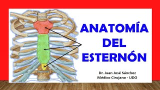 🥇 ANATOMÍA DEL ESTERNÓN Rápida y Sencilla [upl. by Ramma556]