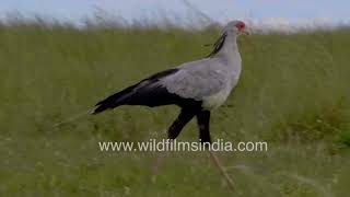 How did the secretarybird get its name Exploring Africas fascinating feathered friend [upl. by Harikahs]