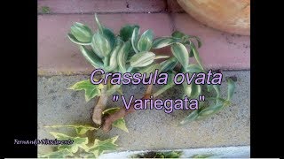 Crassula ovata variegata [upl. by Odnumyer]