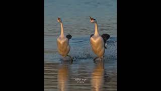 Beautiful grebes dance together in golden hour light clarkesgrebe westerngrebe greberush [upl. by Josephson462]