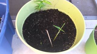 Planting a Bamboo Rhizome [upl. by Towbin]