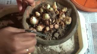 Growing process of tuberose bulb [upl. by Zanas]