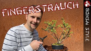 Potentilla als Bonsai Geht mit dem richtigen quotStrauchquot  092 Bonsai Style [upl. by Ellenehc]