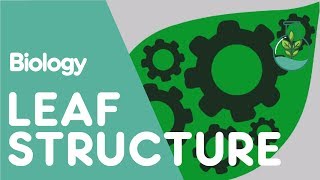 Structure Of The Leaf  Plant  Biology  The FuseSchool [upl. by Shabbir]
