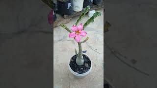 adenium crispum beauty [upl. by Orfurd]