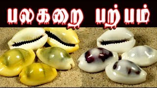 cypraea moneta பலகறை யின் மருத்துவம் palagarai parpam uses [upl. by Einad]