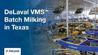 DeLaval VMS™ Batch Milking in Texas [upl. by Camarata907]