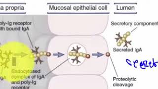 FORMATION OF SECRETORY IgA RECEPTOR MEDIATED TRANSCYTOSIS [upl. by Eadith]